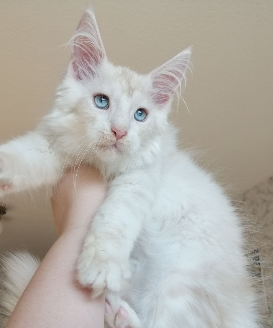 Maine Coon Kitten mit Stammbaum
