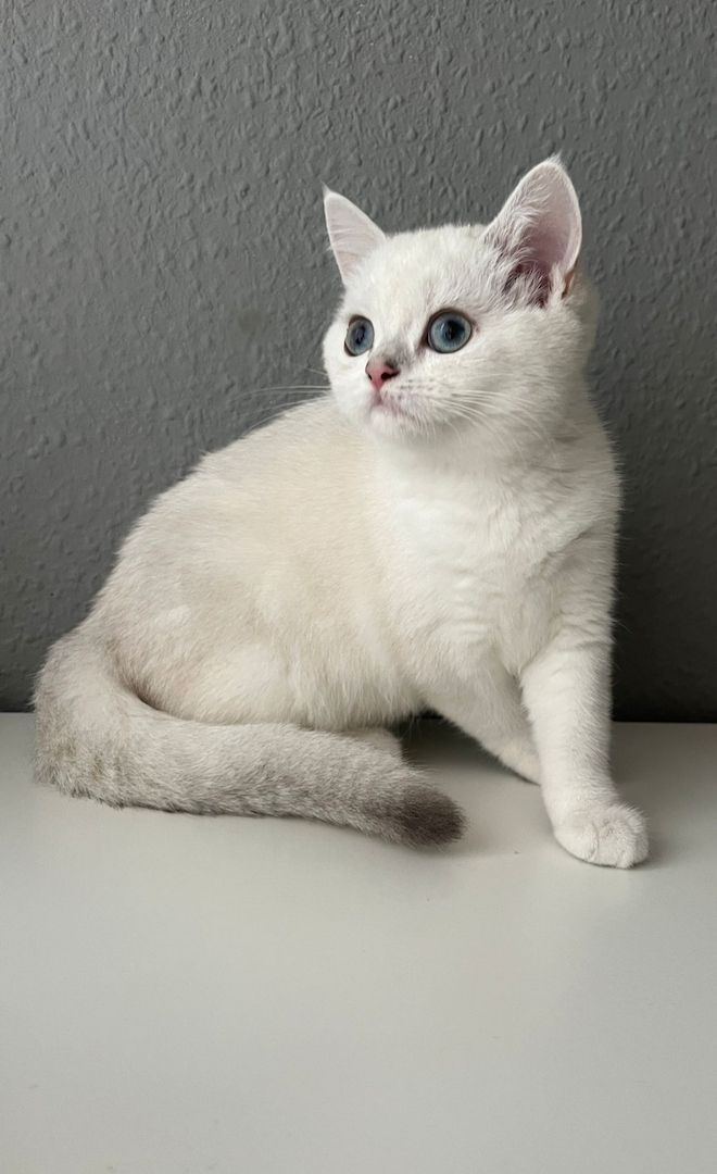 BKH Kitten Abholbereit BKH Kitten Abholbereit