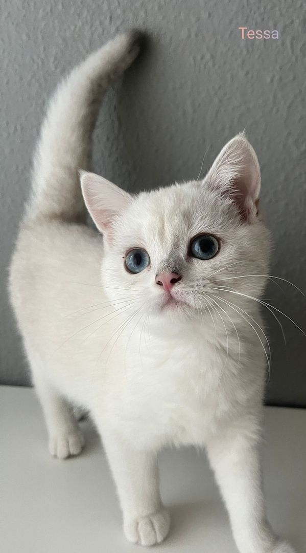 BKH Kitten Abholbereit BKH Kitten Abholbereit