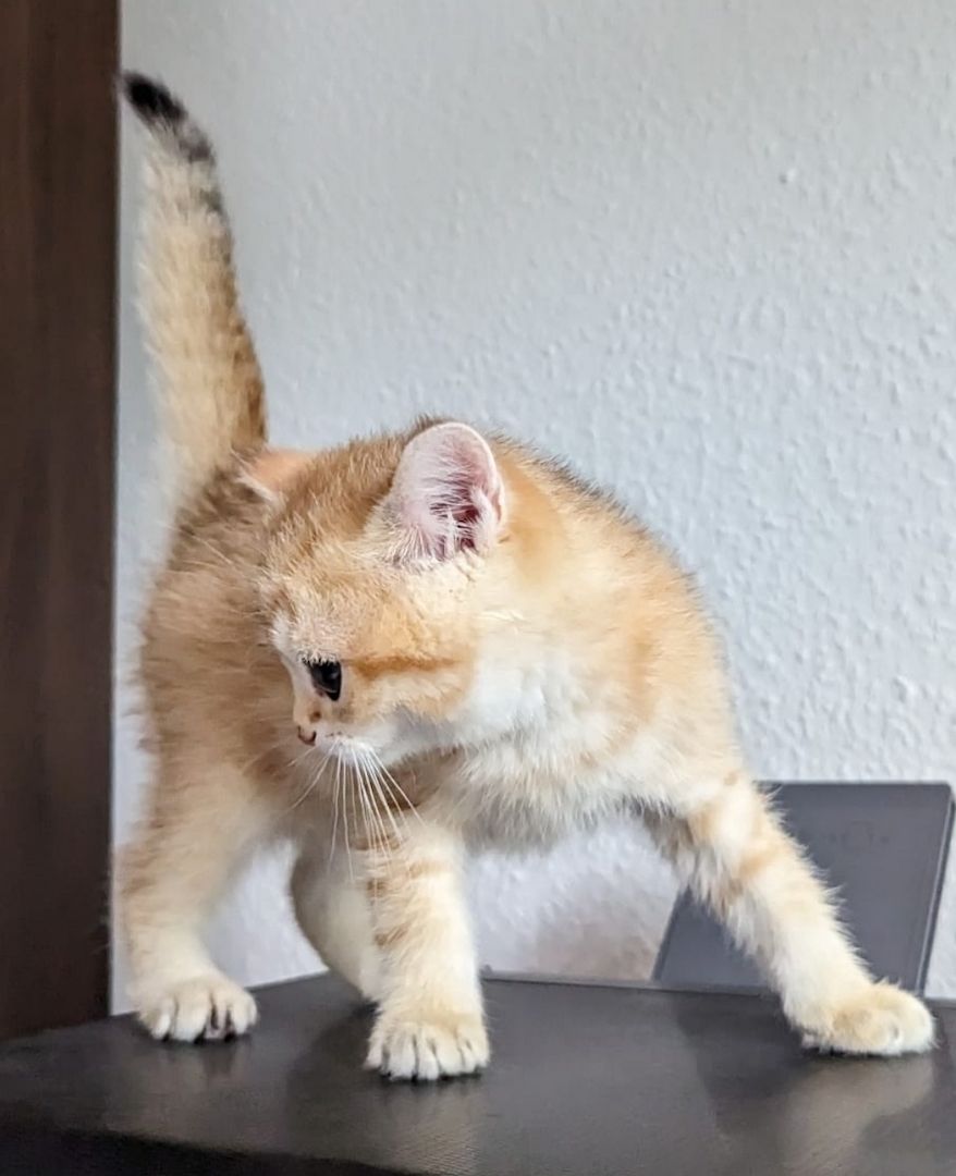 BKH Kitten Abholbereit BKH Kitten Abholbereit