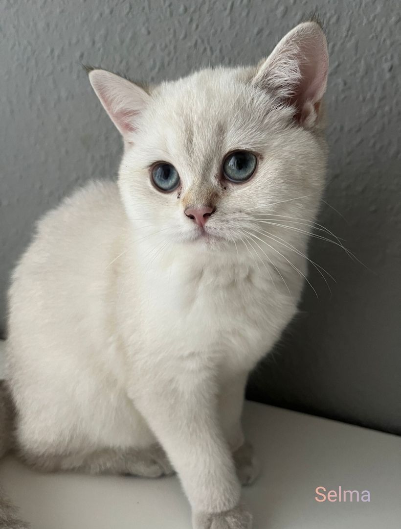 BKH Kitten Abholbereit BKH Kitten Abholbereit