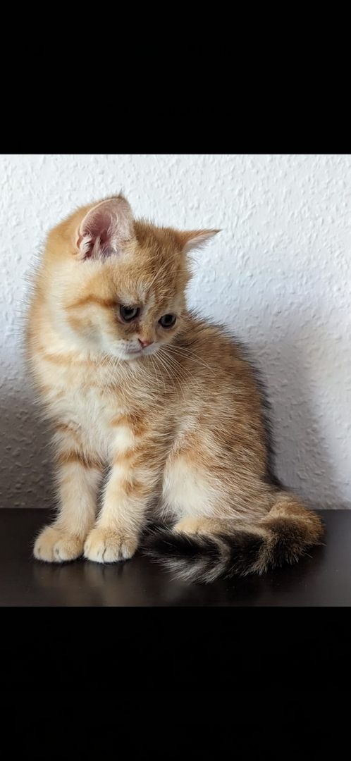 BKH Kitten Abholbereit BKH Kitten Abholbereit