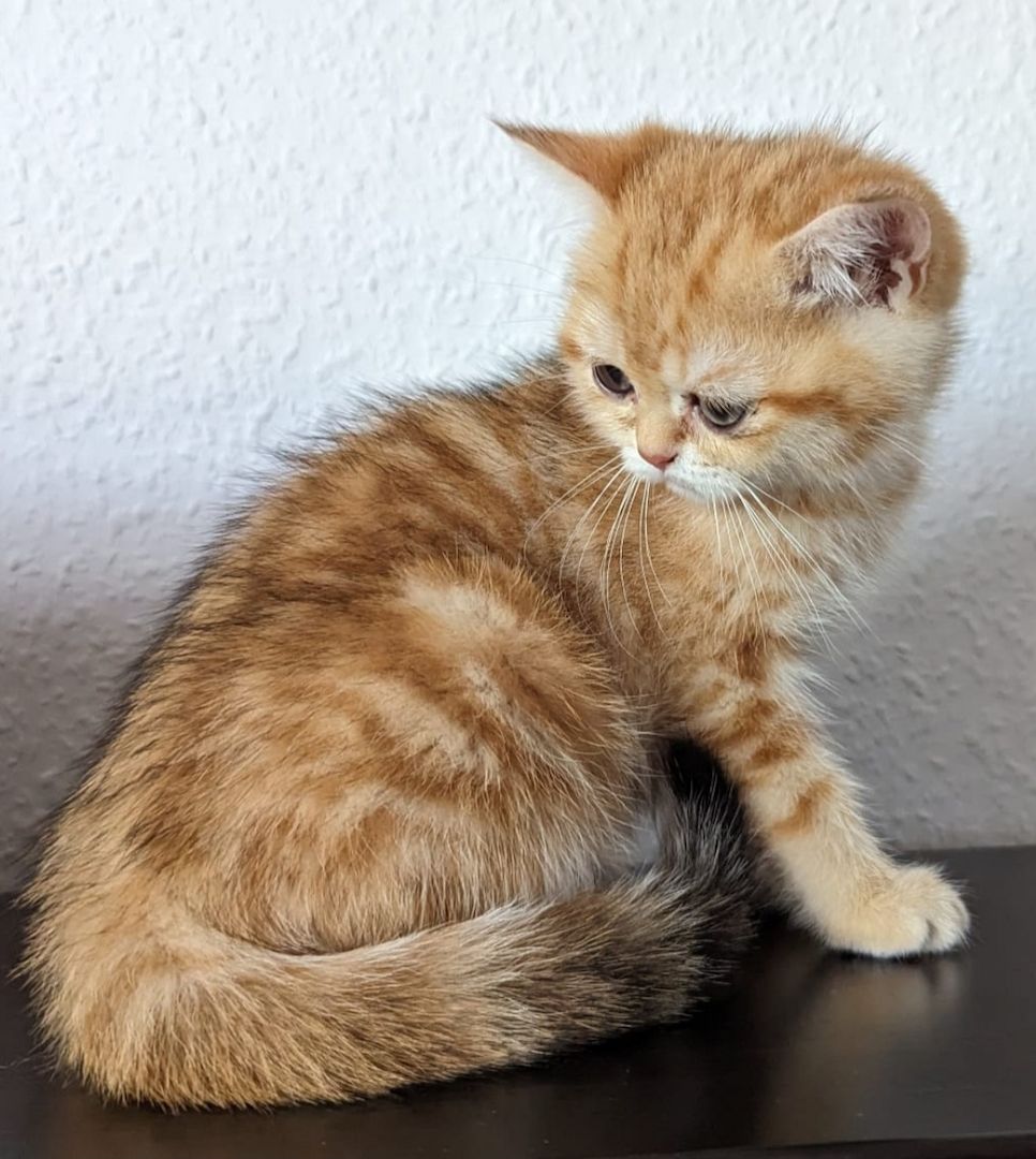 BKH Kitten Abholbereit BKH Kitten Abholbereit