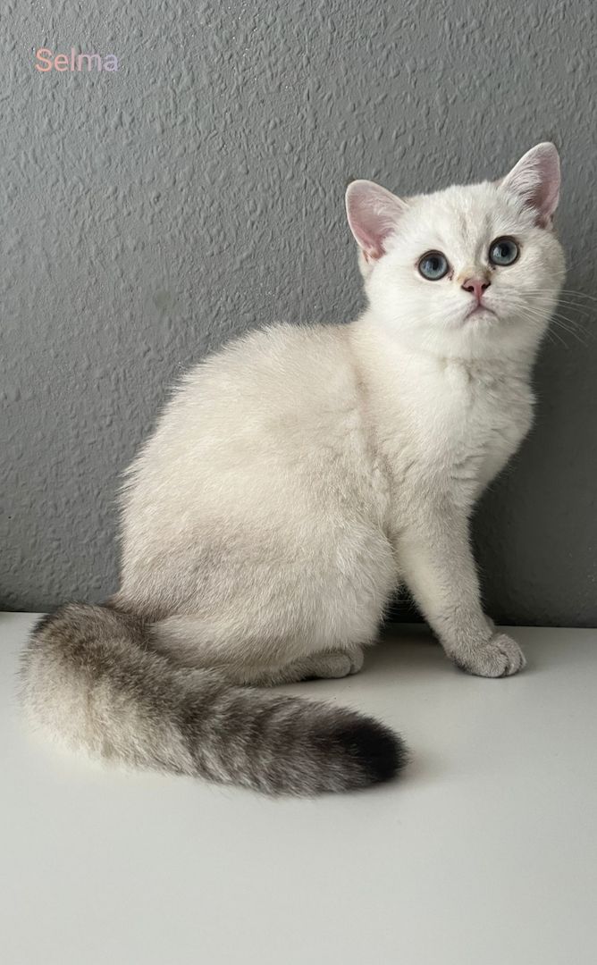 BKH Kitten Abholbereit BKH Kitten Abholbereit