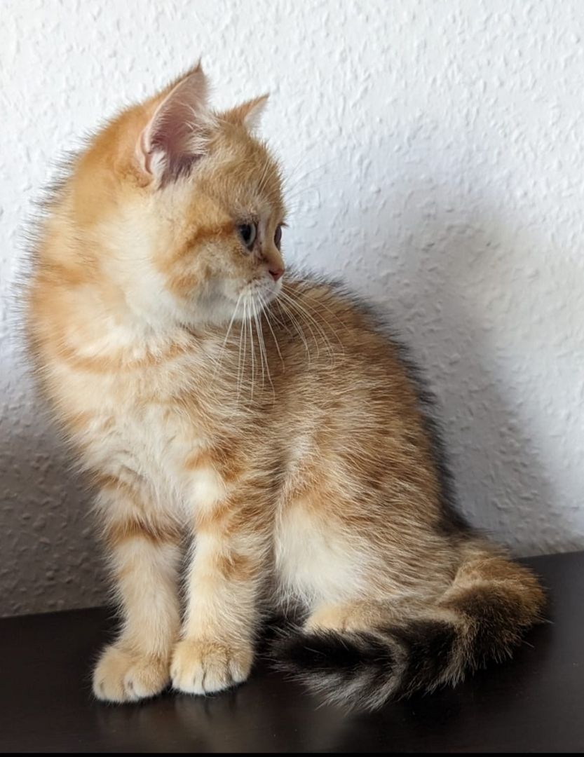 BKH Kitten Abholbereit BKH Kitten Abholbereit