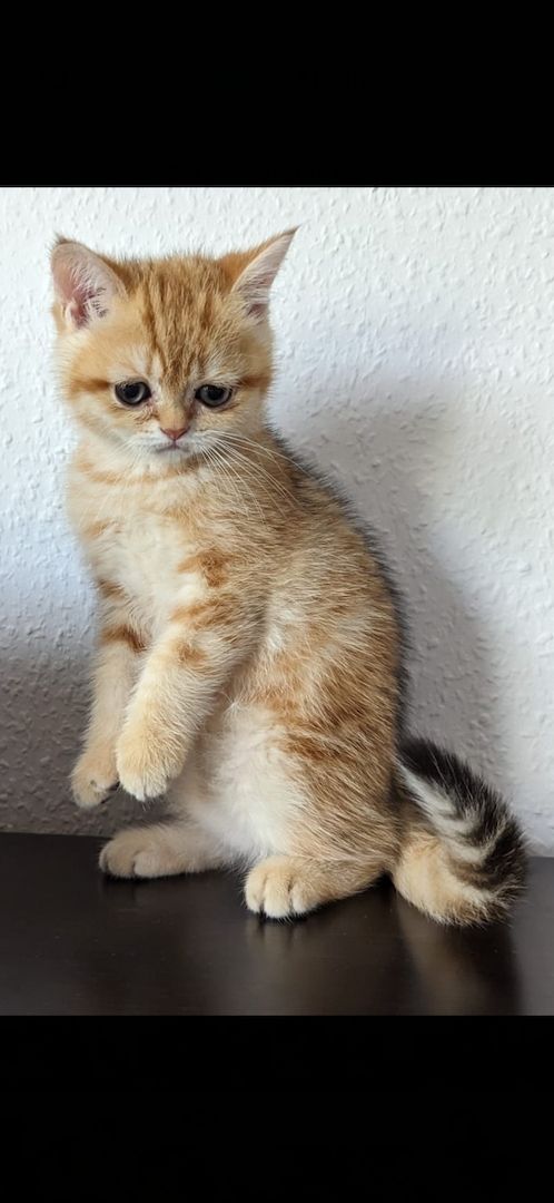 BKH Kitten Abholbereit BKH Kitten Abholbereit