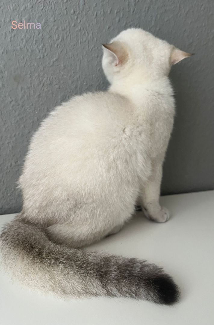 BKH Kitten Abholbereit BKH Kitten Abholbereit