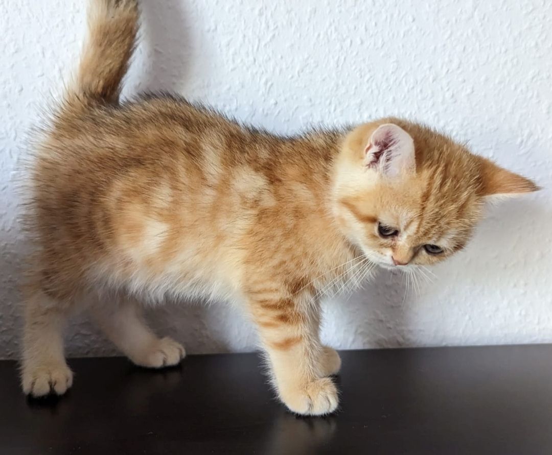 BKH Kitten Abholbereit BKH Kitten Abholbereit