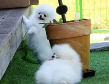 Erstaunliche kleine Pomeranian-Welpen