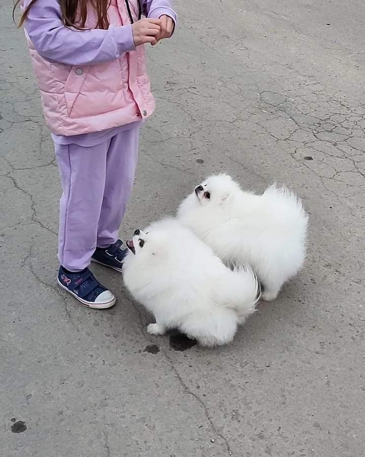 Entzückende, vom AKC registrierte Pomeranian-Welpen Entzückende, vom AKC registrierte Pomeranian-Welpen