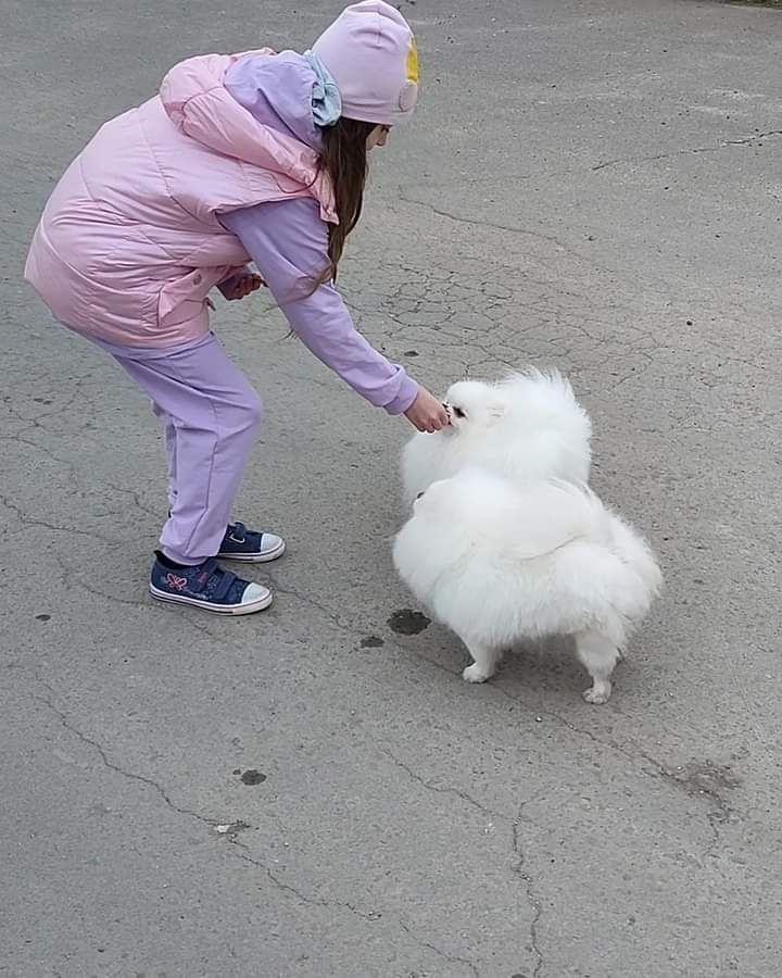 Entzückende, vom AKC registrierte Pomeranian-Welpen Entzückende, vom AKC registrierte Pomeranian-Welpen