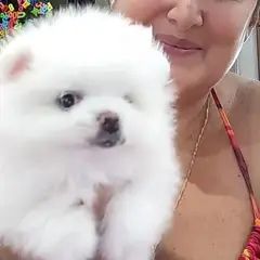 WOW!!!  Entzückende Pomerania-Welpen