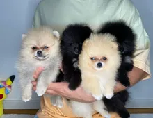 Süße Pomeranian Zwergspitze suchen ein nettes Zuhause