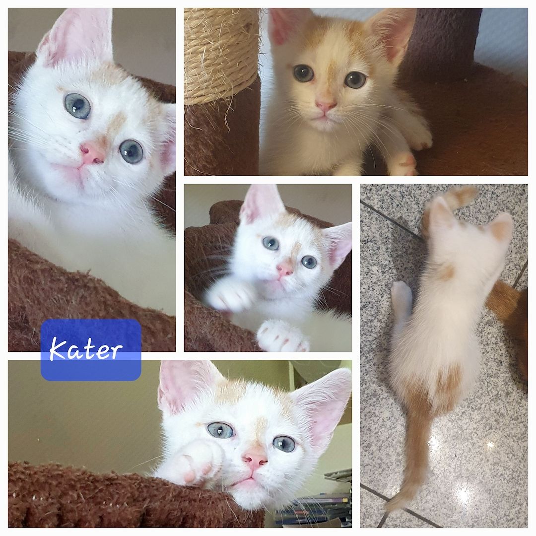 SÜßE KITTEN EKH SUCHEN EIN NEUES ZUHAUSE
