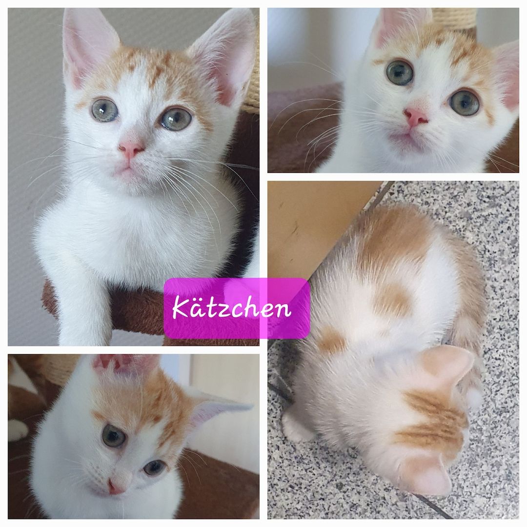 SÜßE KITTEN EKH SUCHEN EIN NEUES ZUHAUSE