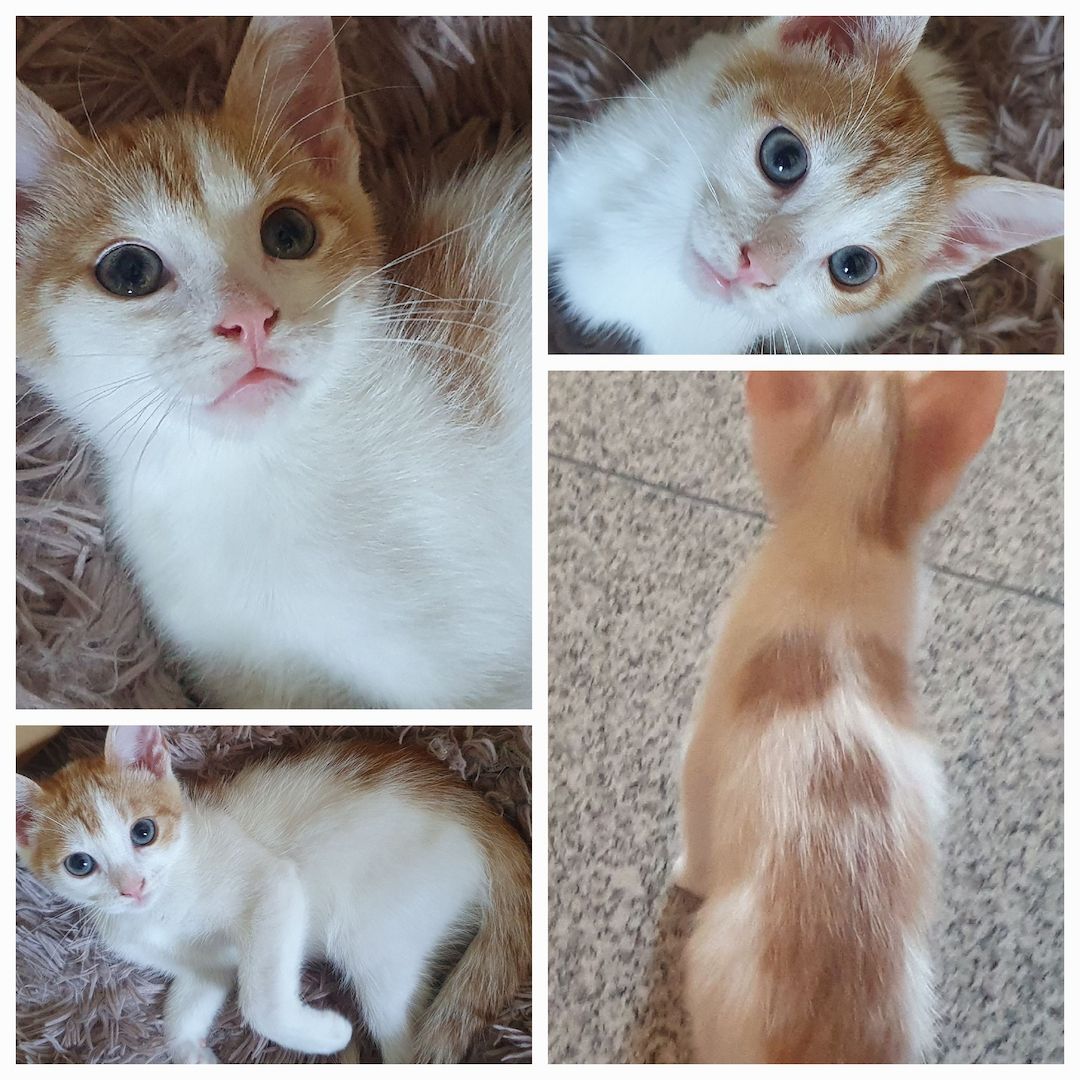 SÜßE KITTEN EKH SUCHEN EIN NEUES ZUHAUSE