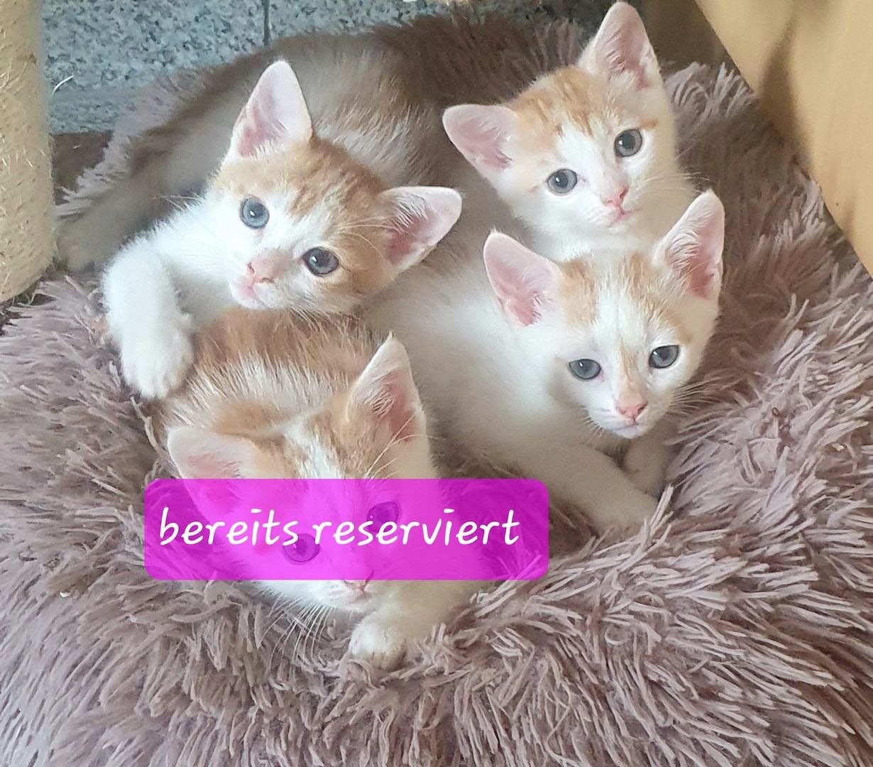 SÜßE KITTEN EKH SUCHEN EIN NEUES ZUHAUSE