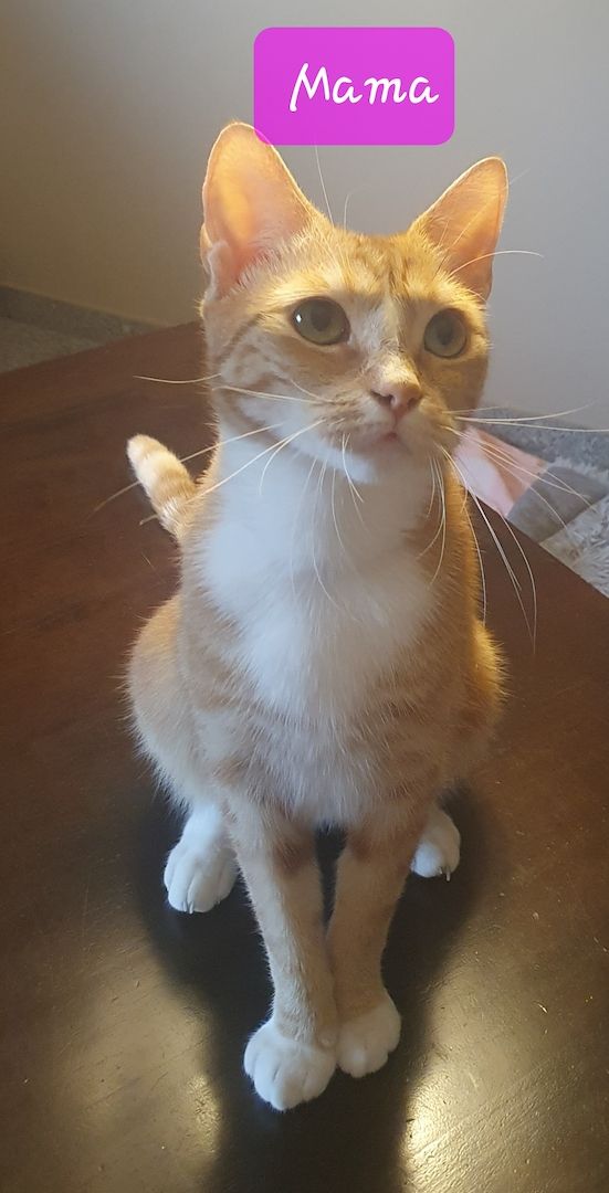 SÜßE KITTEN EKH SUCHEN EIN NEUES ZUHAUSE