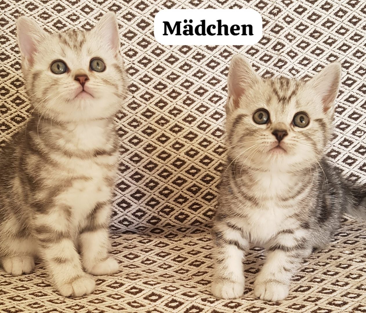 Wunderschöne BKH Kitten