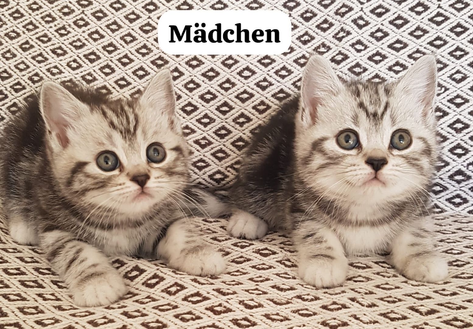 Wunderschöne BKH Kitten