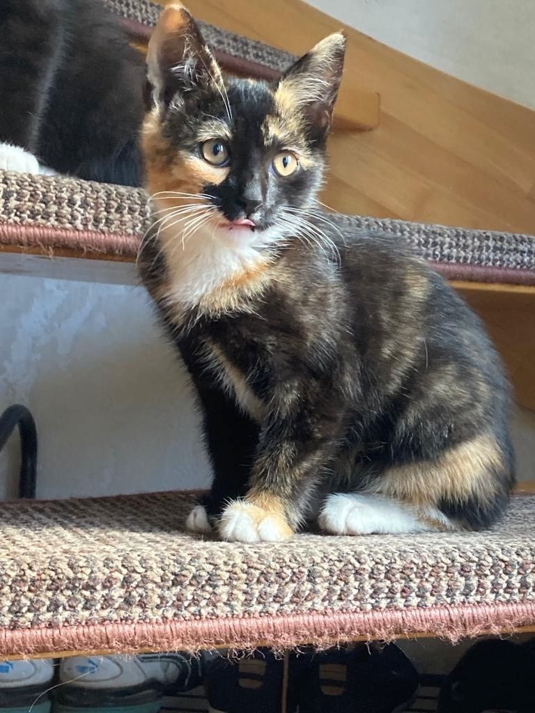 Süße nette Kitten (Katzen) suchen ihr Zuhause (Abholung in Stade)