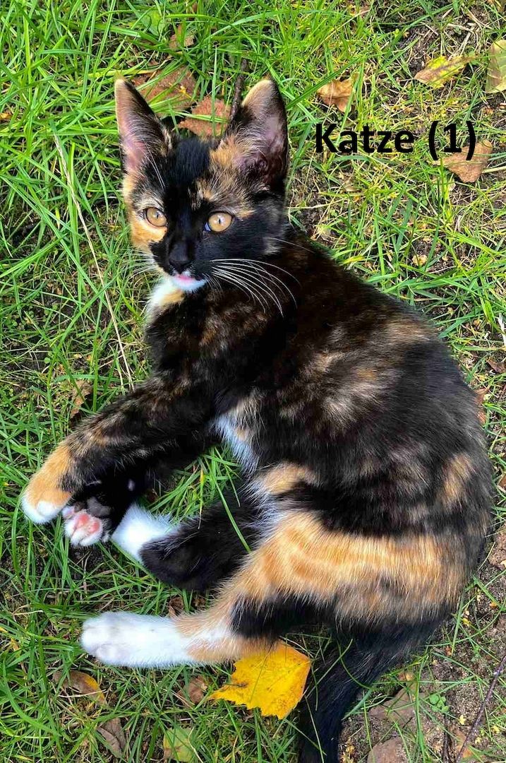 Süße nette Kitten (Katzen) suchen ihr Zuhause (Abholung in Stade)