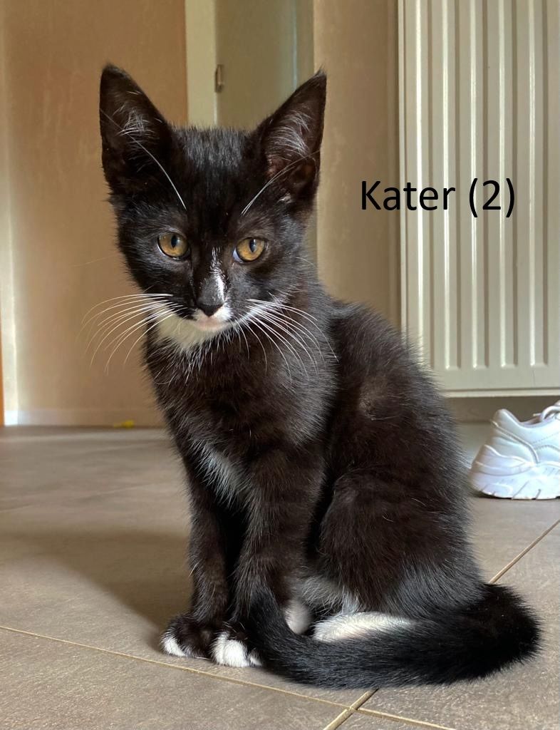 Süße nette Kitten (Katzen) suchen ihr Zuhause (Abholung in Stade)