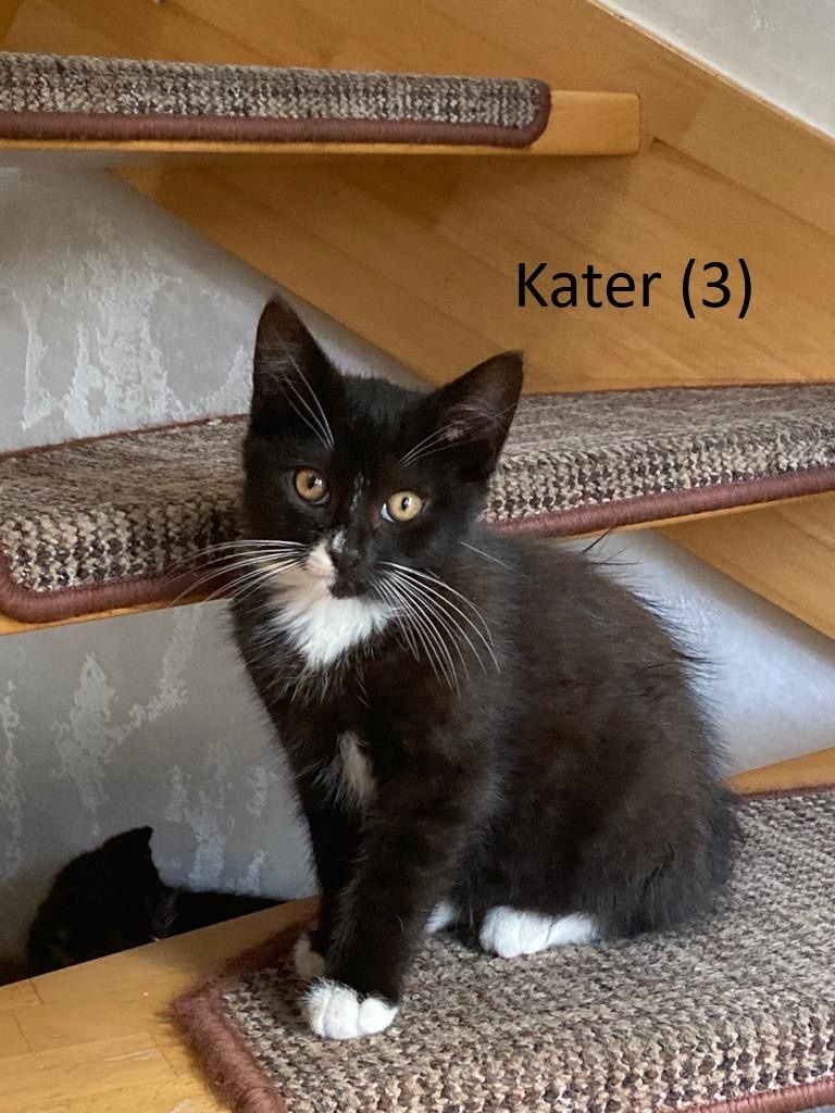 Süße nette Kitten (Katzen) suchen ihr Zuhause (Abholung in Stade)