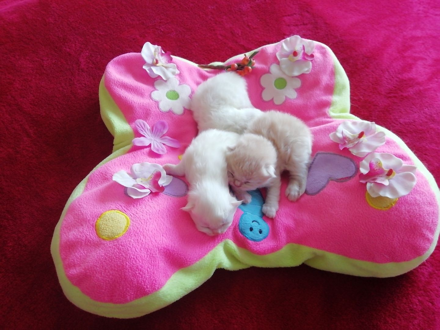 BLH, BRITISCHE LANGHAARIGE, PERSER KITTEN