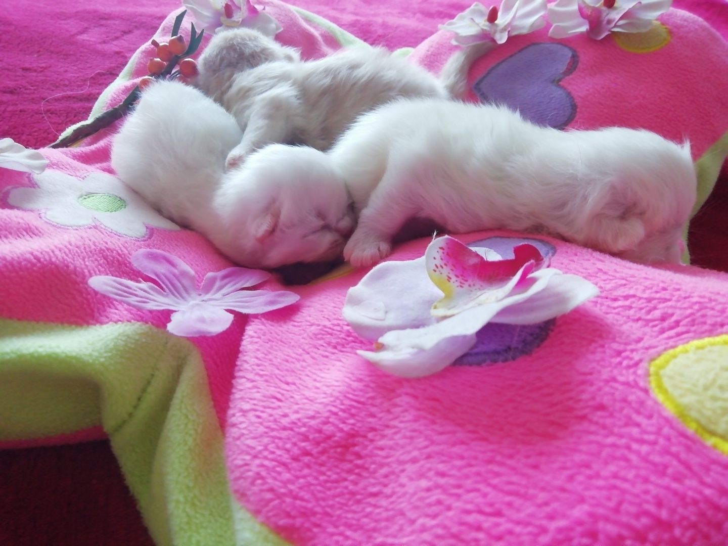 BLH, BRITISCHE LANGHAARIGE, PERSER KITTEN