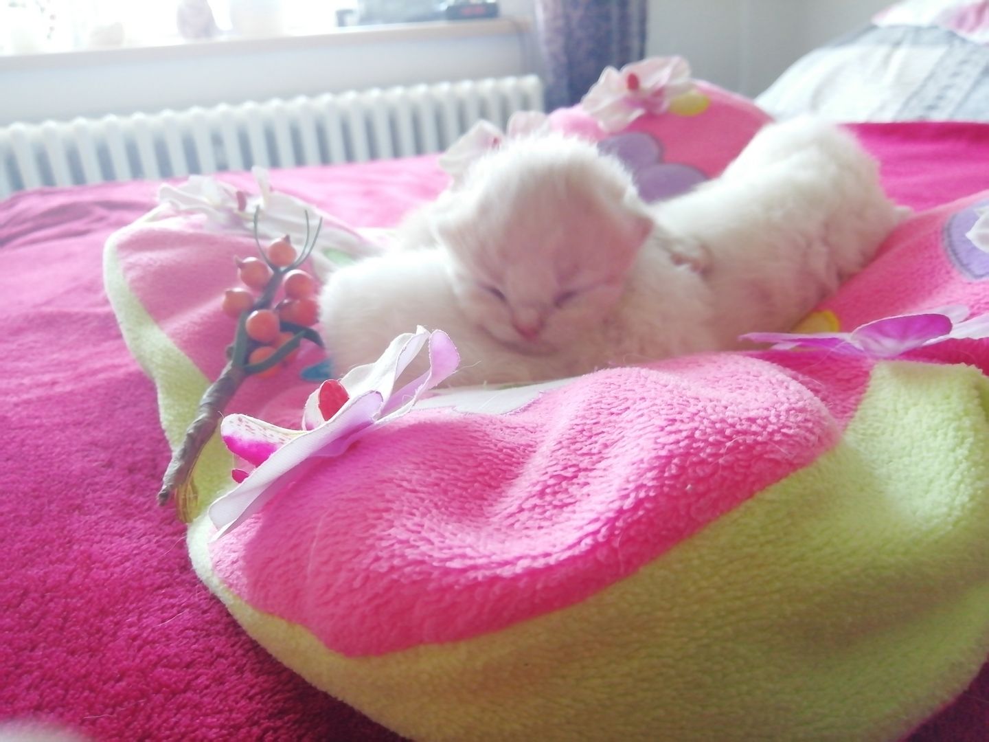 BLH, BRITISCHE LANGHAARIGE, PERSER KITTEN