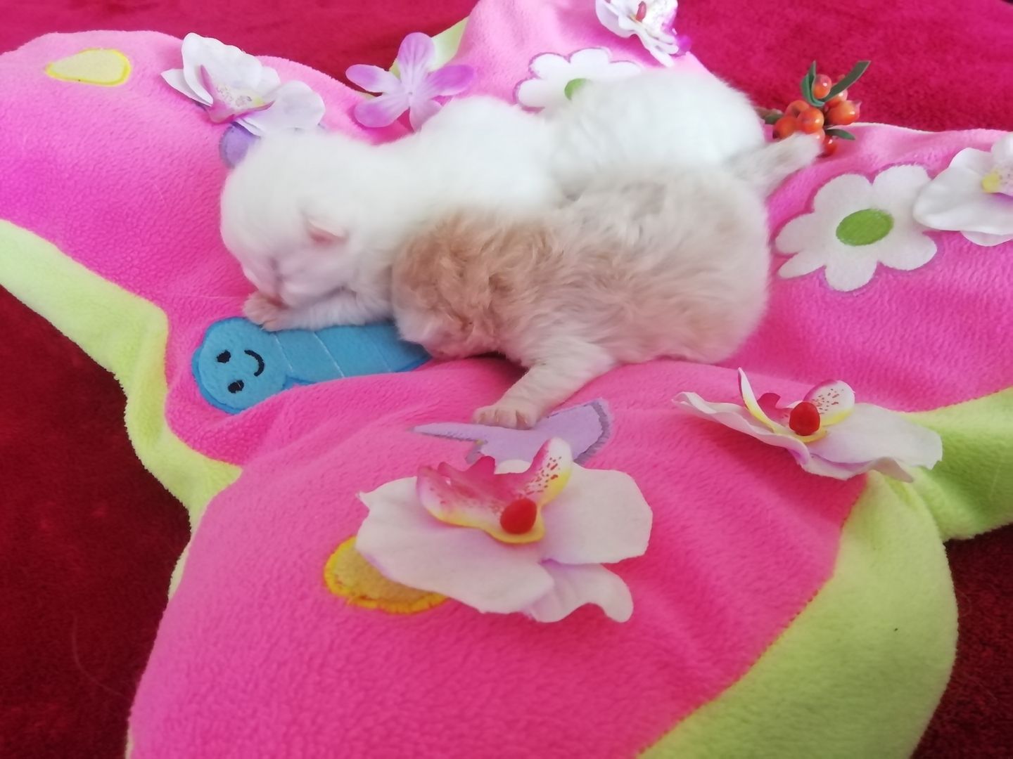 BLH, BRITISCHE LANGHAARIGE, PERSER KITTEN