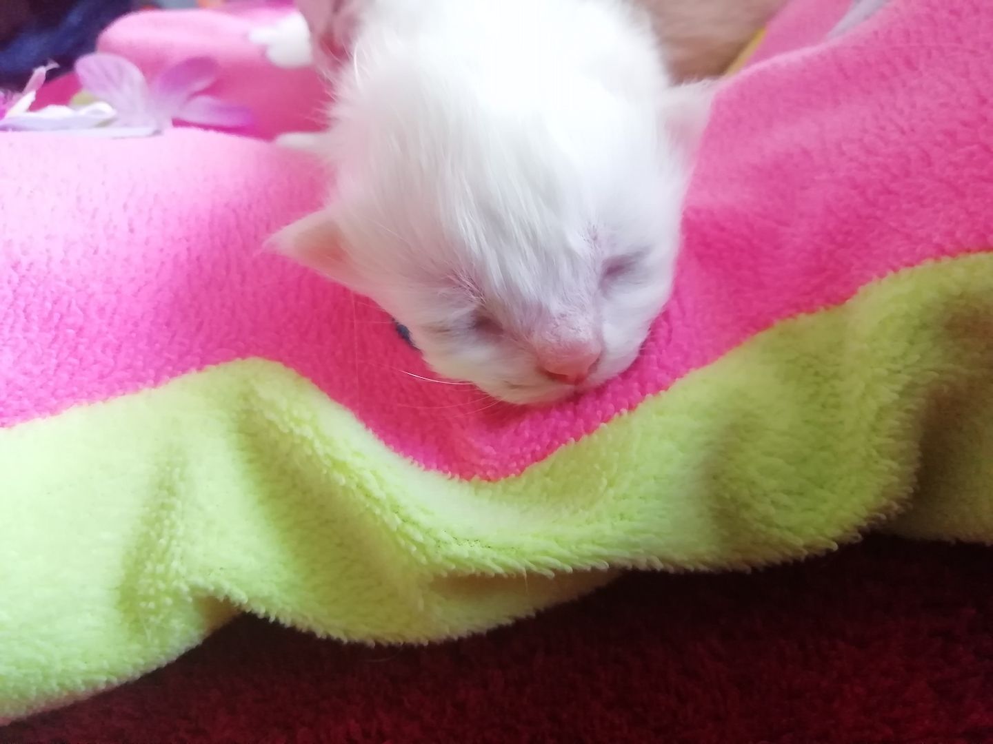 BLH, BRITISCHE LANGHAARIGE, PERSER KITTEN