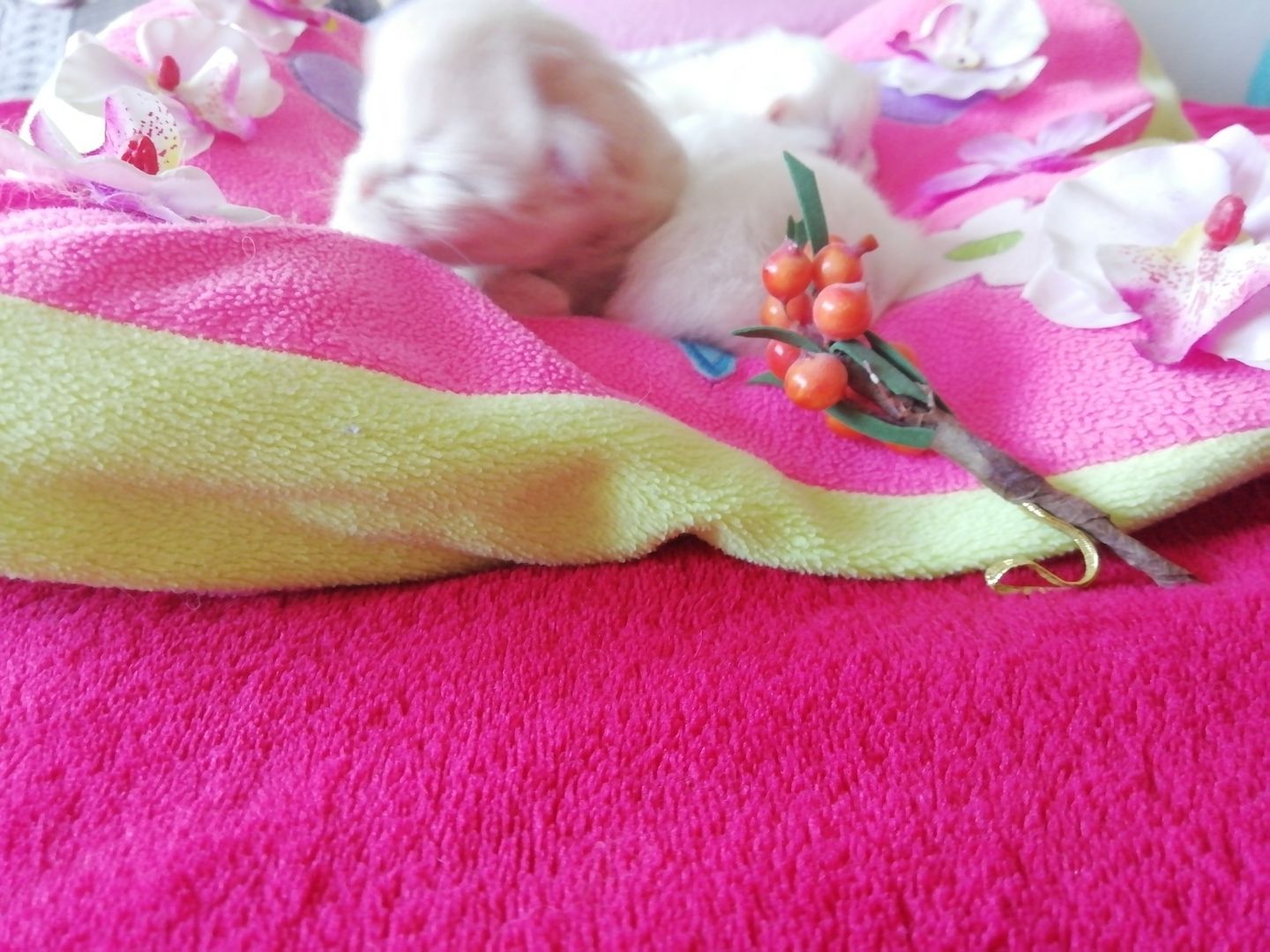 BLH, BRITISCHE LANGHAARIGE, PERSER KITTEN