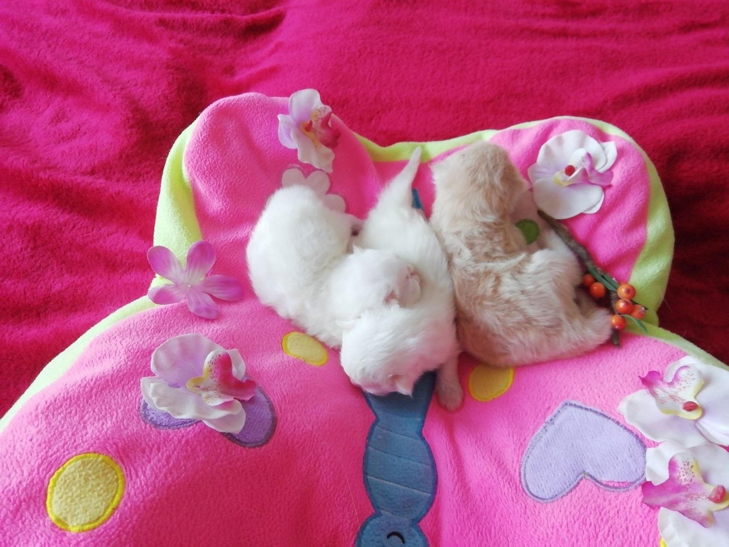 BLH, BRITISCHE LANGHAARIGE, PERSER KITTEN