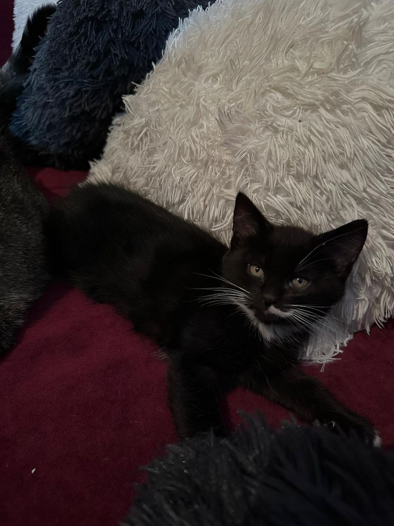 Maine coon - bkh mix