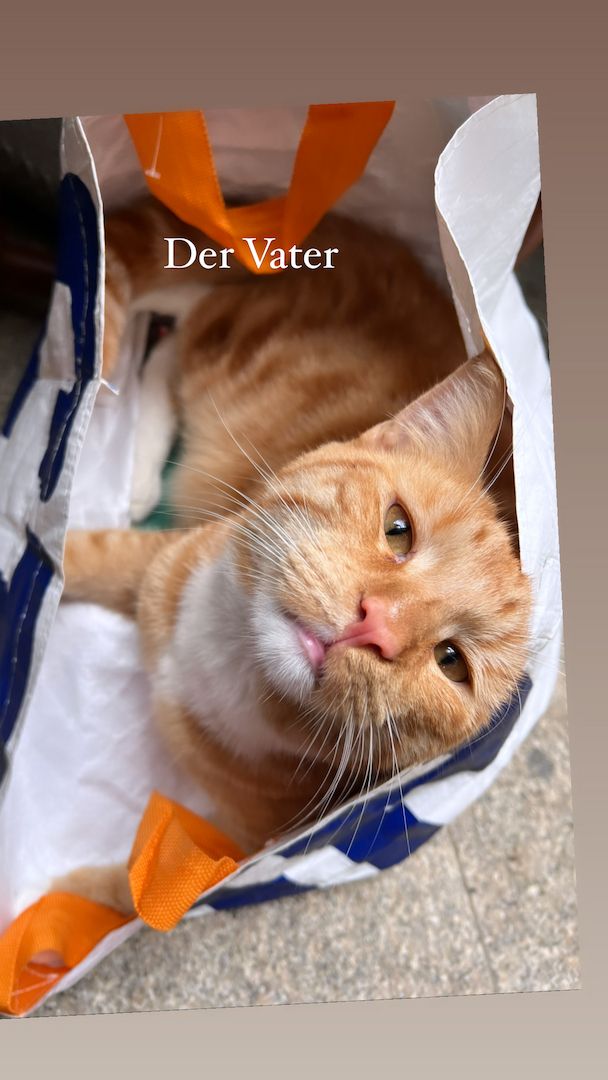 Maine coon - bkh mix