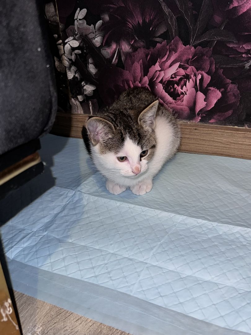 Maine coon - bkh mix