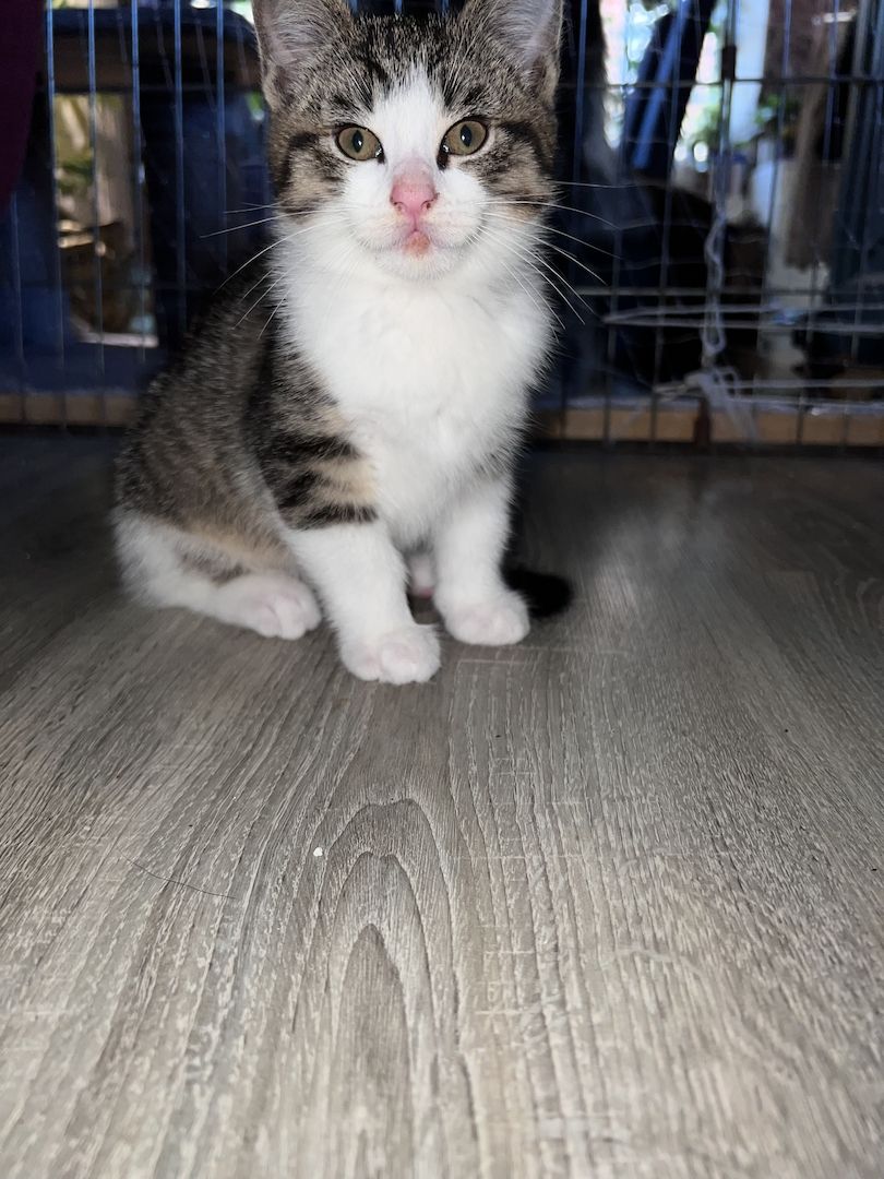 Maine coon - bkh mix