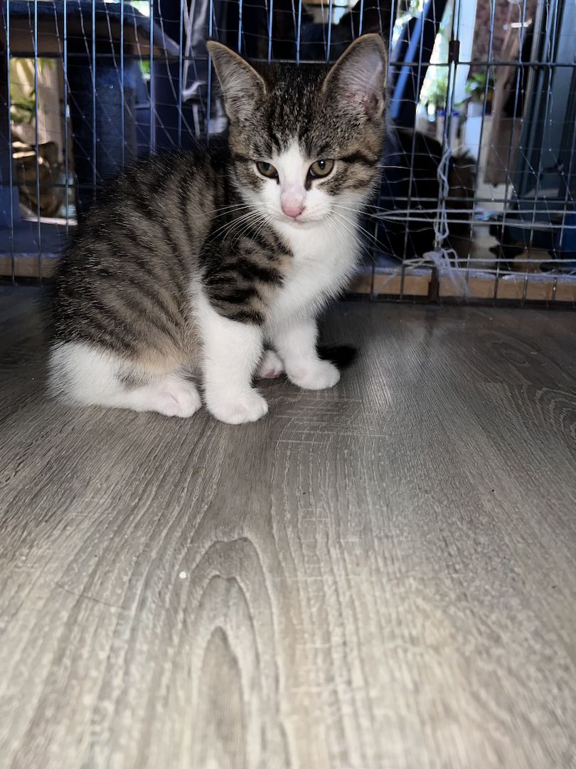 Maine coon - bkh mix