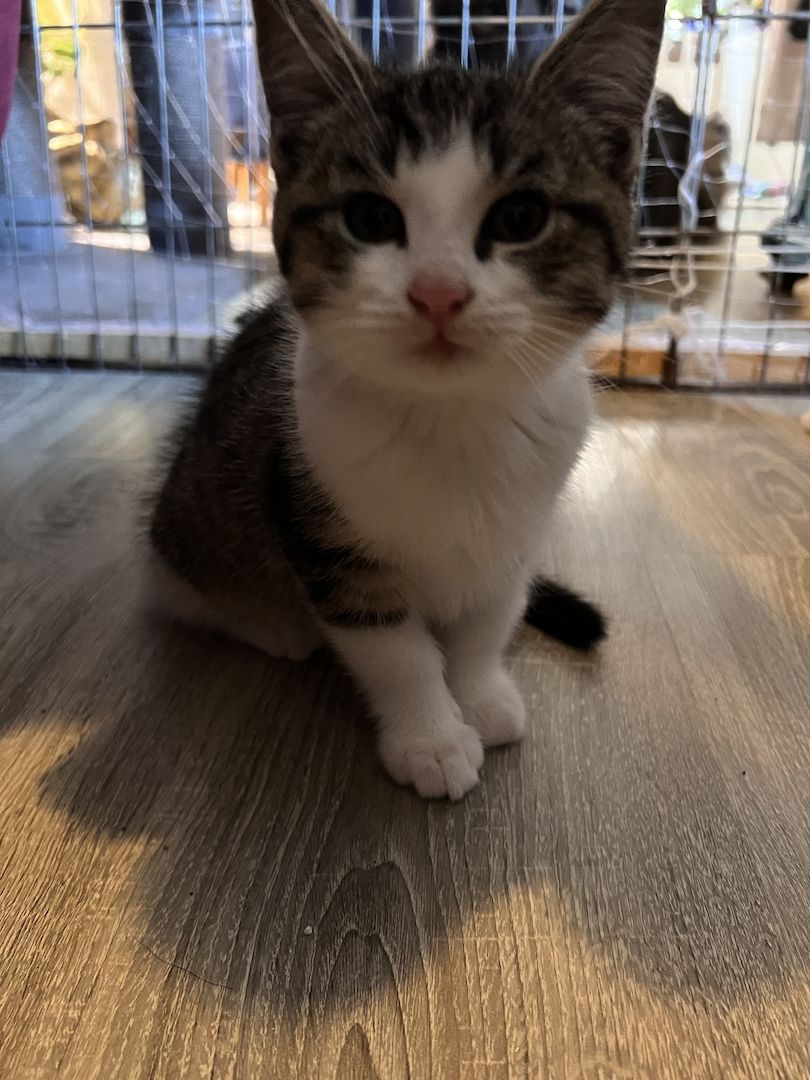 Maine coon - bkh mix