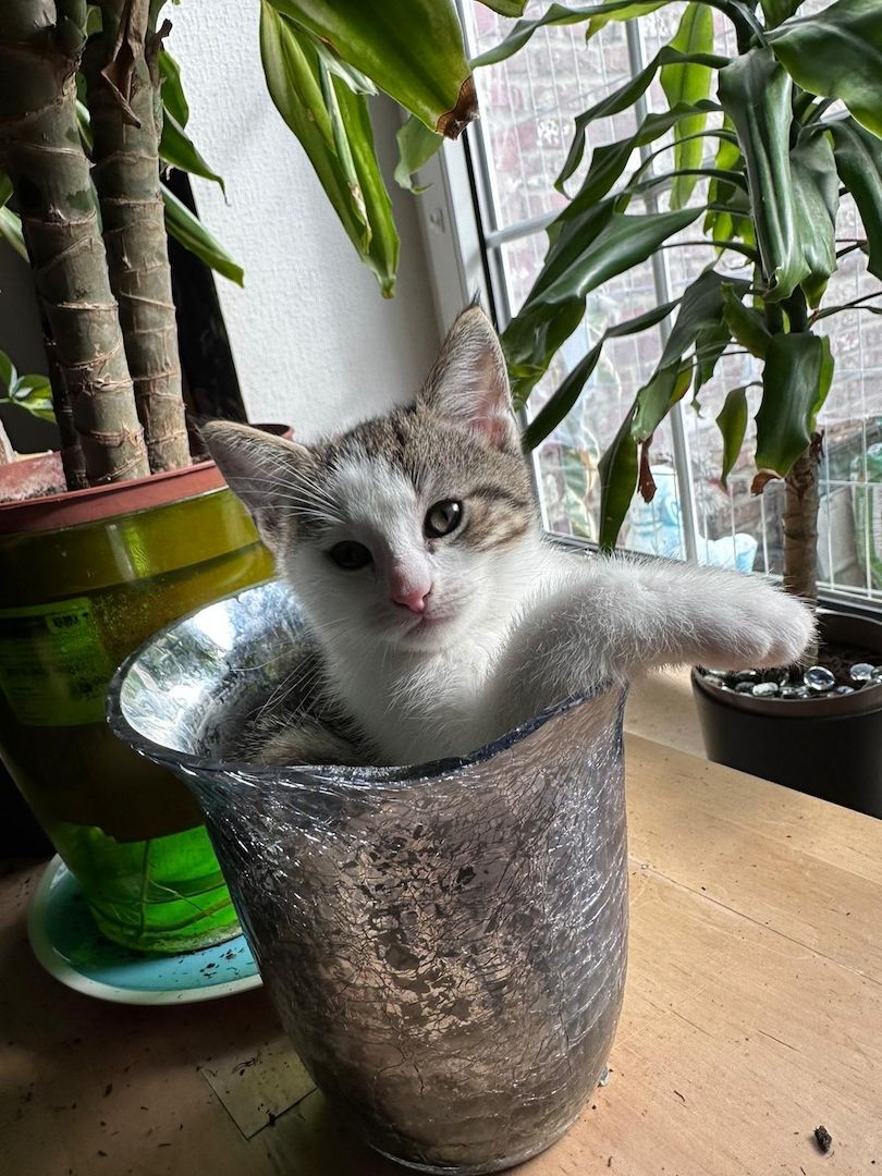 Maine coon - bkh mix