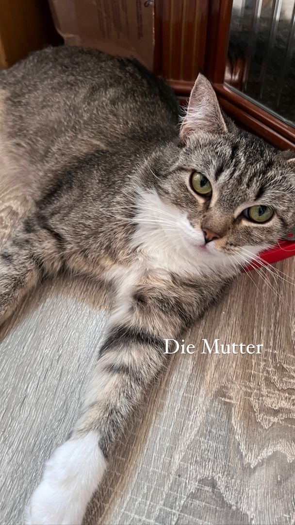 Maine coon - bkh mix