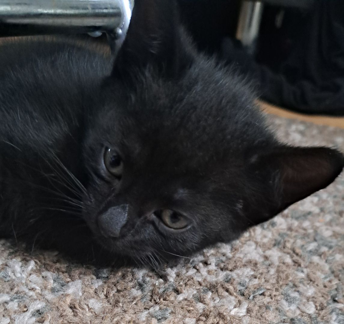 5 Süße Katzenbabys