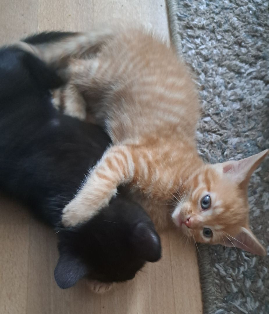 5 Süße Katzenbabys