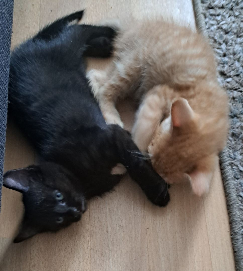 5 Süße Katzenbabys