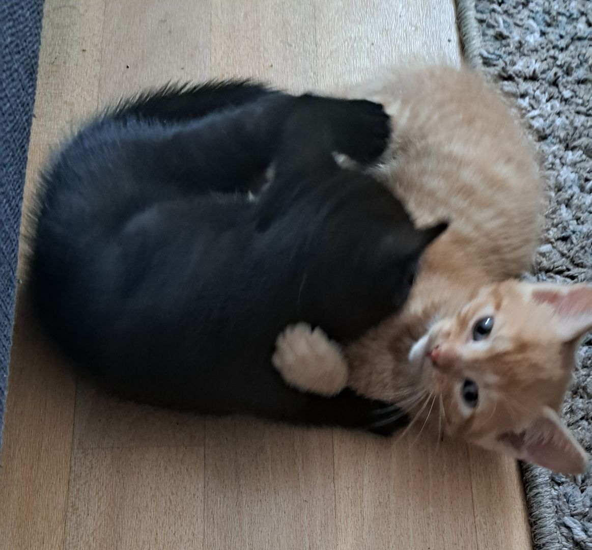 5 Süße Katzenbabys