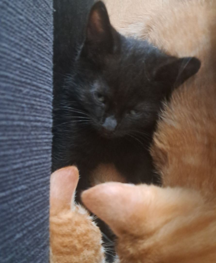 5 Süße Katzenbabys