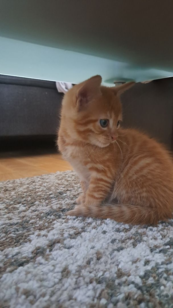 5 Süße Katzenbabys