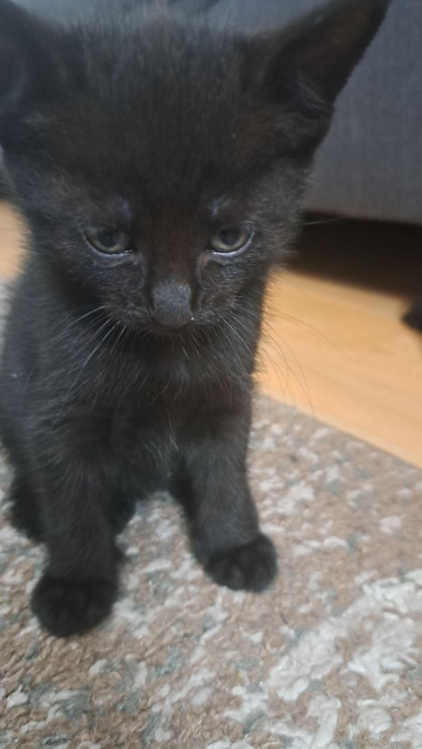 5 Süße Katzenbabys